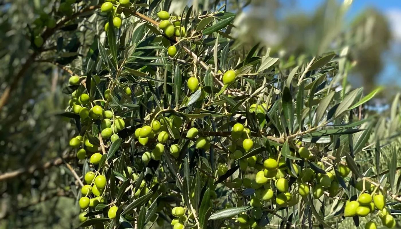 Azeite Sabiá é produzido em Santo Antônio do Pinhal.